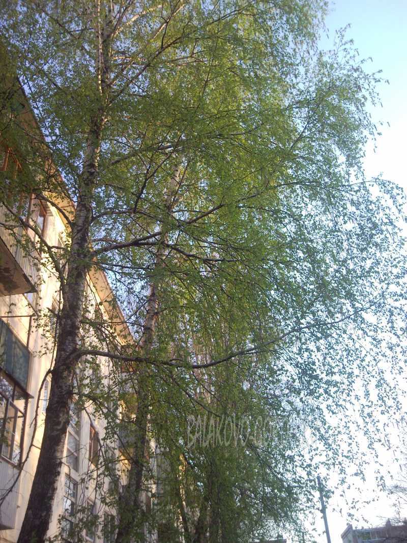 красивые березки красивые березки